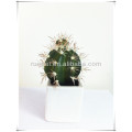 Lifelike mini artificial cactus potted bonsai made in China